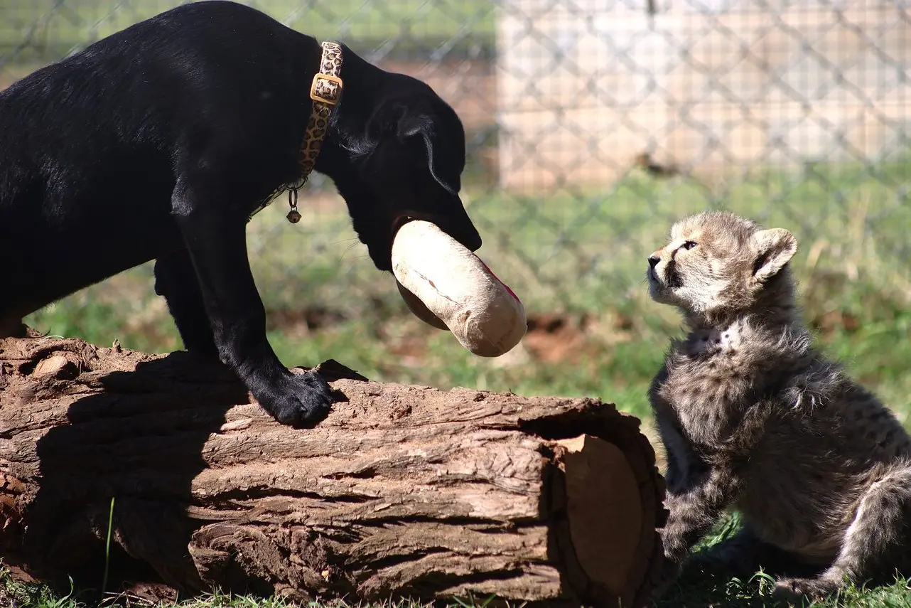Fast friends: Single cheetah cub Rozi and pup Ziggy are now the best of buddies at Taronga Western Plains Zoo. Photos: Supplied.