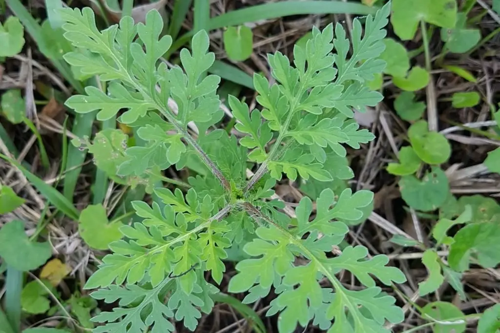 Learning how the major central west pest plant, ragweed, is able to quickly adapt to new environments could help combat other invasive species. Pictured is a small annual ragweed plant. Photo: NSW DPI