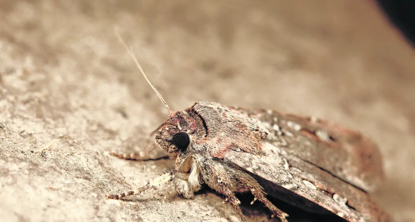 Bogongs Moths the stellar navigators of the insect world, study shows