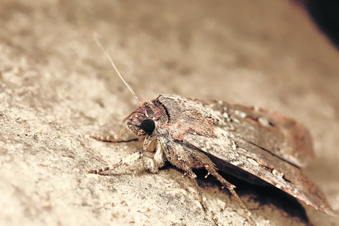 Bogong moths migrate up to 1000km each year to a few select caves in the Australian Alps, using the stars for navigation. Photo: Macquarie University.