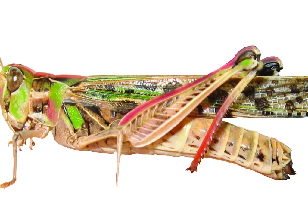 The Australian plague locust adult. Adults are 25-44 mm in length and have red shanks. Photos: Central West Local Land Services.