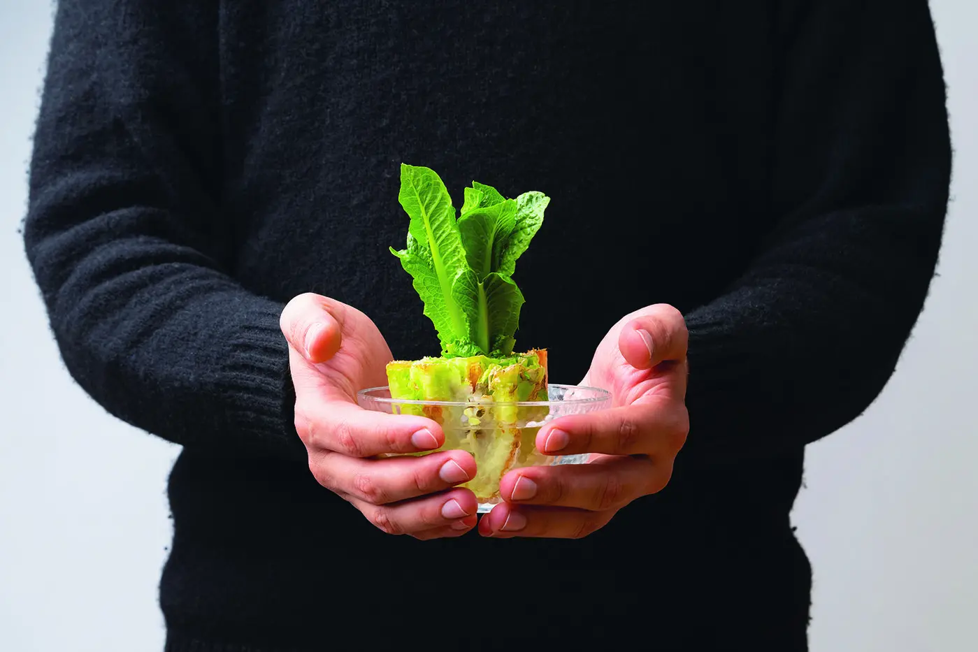 Growing veggies from kitchen scraps is a sustainable way to enjoy fresh produce.