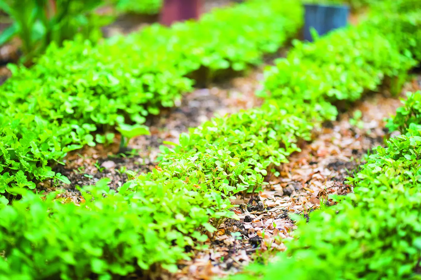 The no-dig gardening method will help you save time, improve soil health and enjoy a thriving garden!