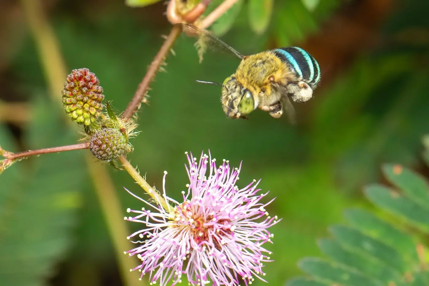 The spread of the pest varroa mite to European honeybees is not all bad news for Australian species such as the native blue-banded bee, pictured, according to a UNSW study.