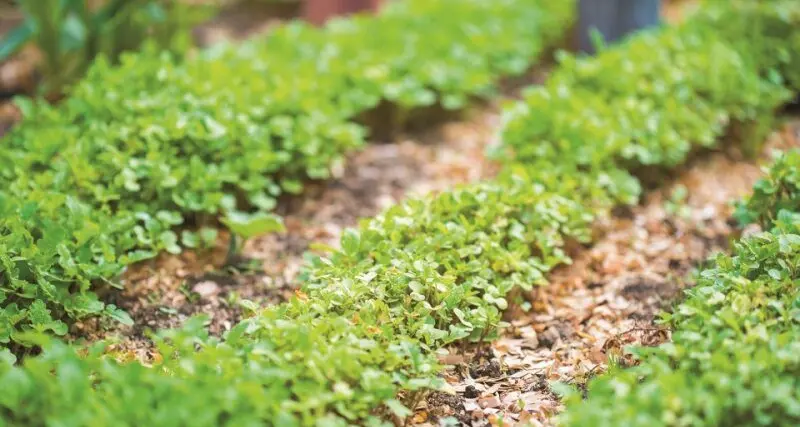 Setting up a no-dig garden: a beginner’s guide