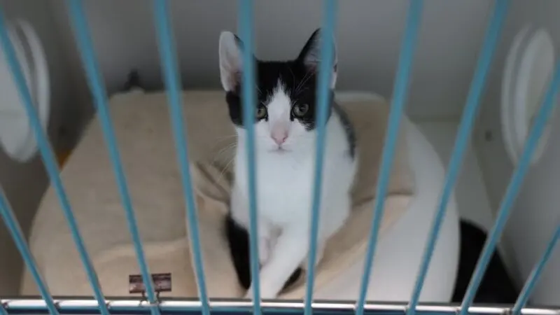 NSW expands program to protect native wildlife from cats