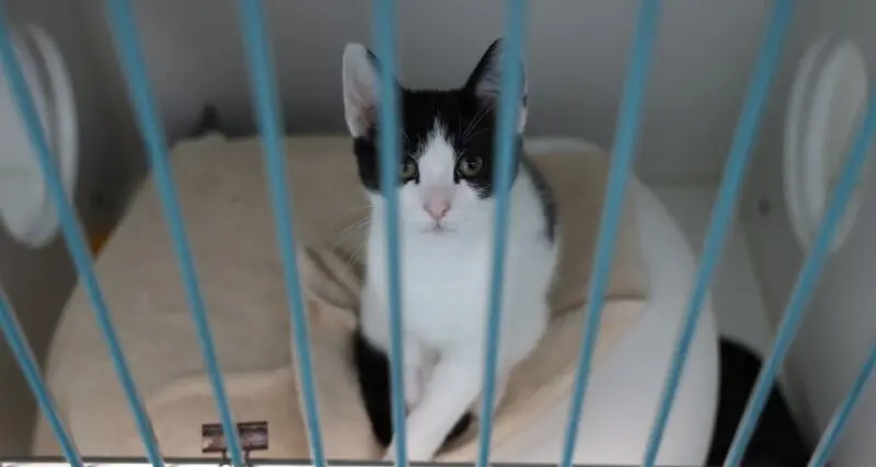 NSW expands program to protect native wildlife from cats