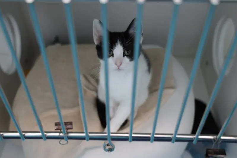 A pilot of the Keeping Cats Safe at Home program saw free-roaming cats reduced by up to 50 per cent. Photo: Supplied.