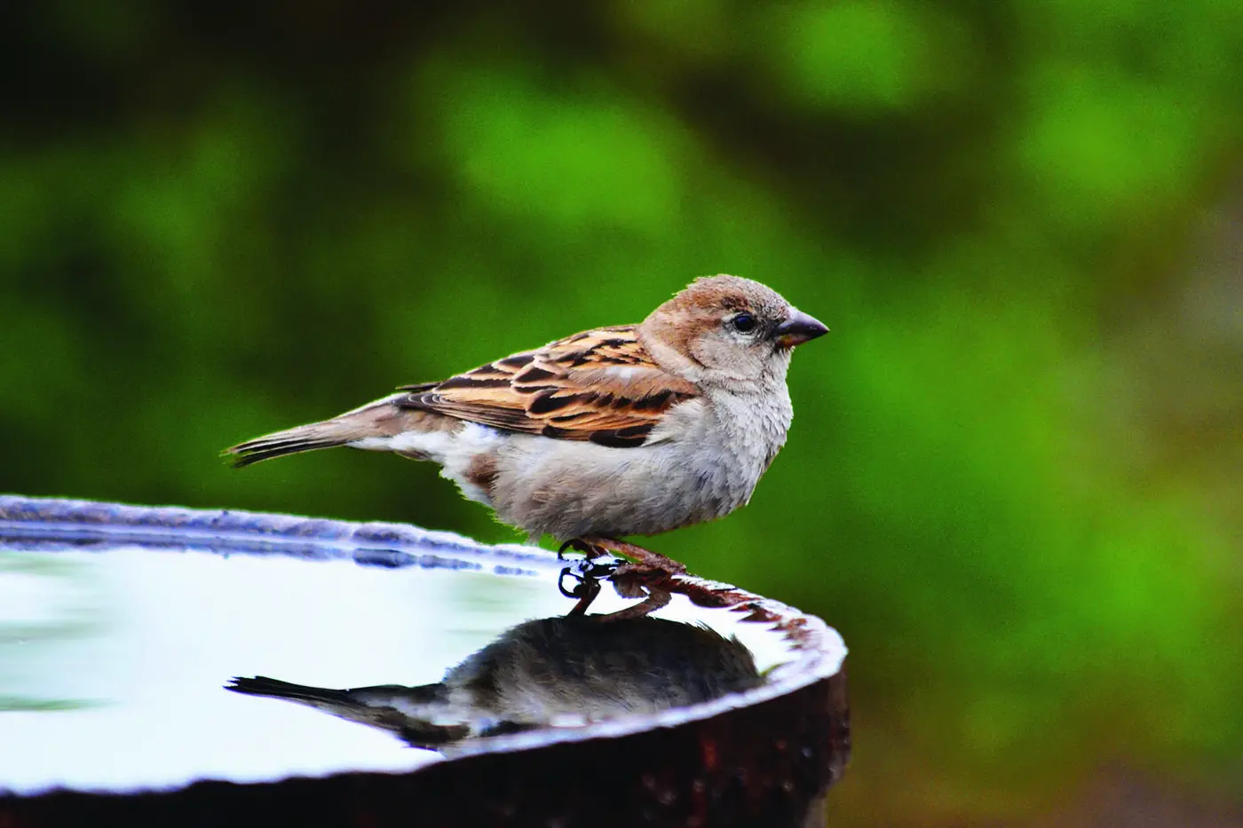 Birdbaths and small ponds can also help attract birds.