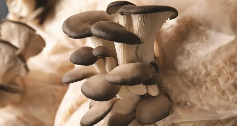 Health foods at home: what to grow