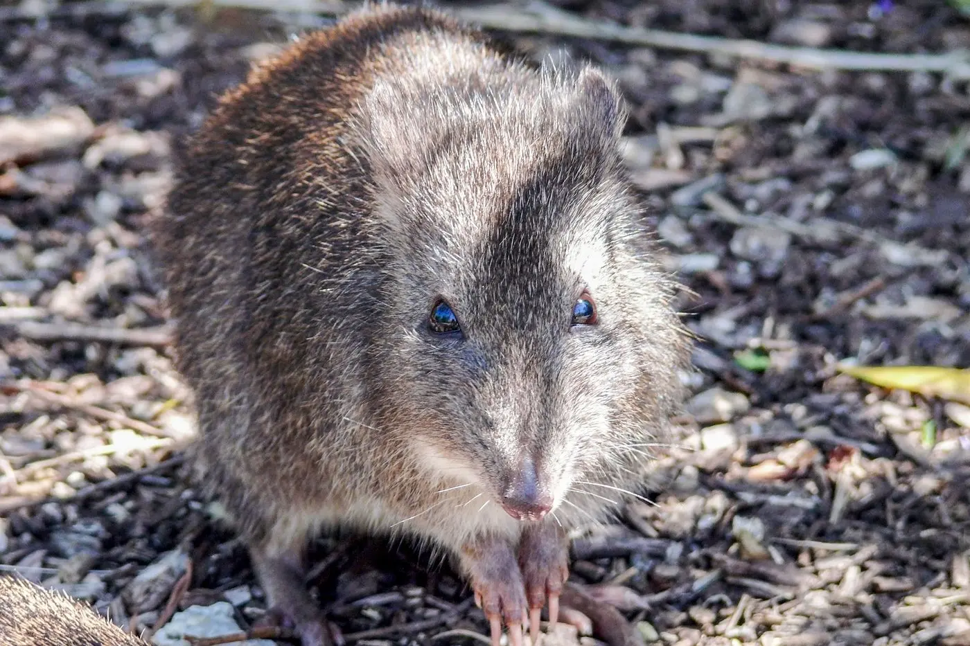 Death by feral felines: Scientists released 89 bettongs back into their natural habitat in 2017, but none survived. They were killed by feral cats, according to research by the University of NSW using DNA evidence.