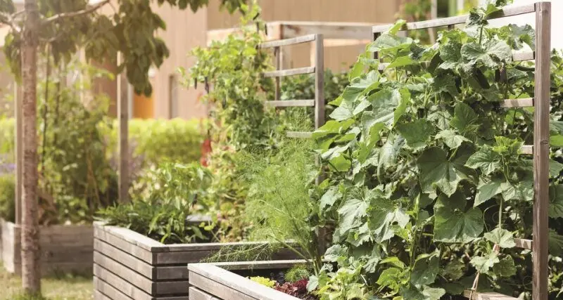 Raised beds vs an in-ground garden