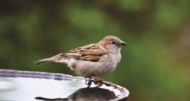 Tips for creating a wildlife-friendly vegetable garden