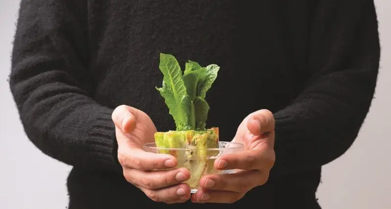 How to grow vegetables from kitchen scraps