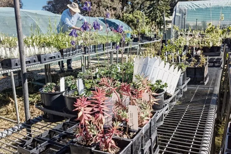 Volunteers are busy preparing for the Friends of the Orange Botanic Gardens Spring Plant Sale, November 8-9.
