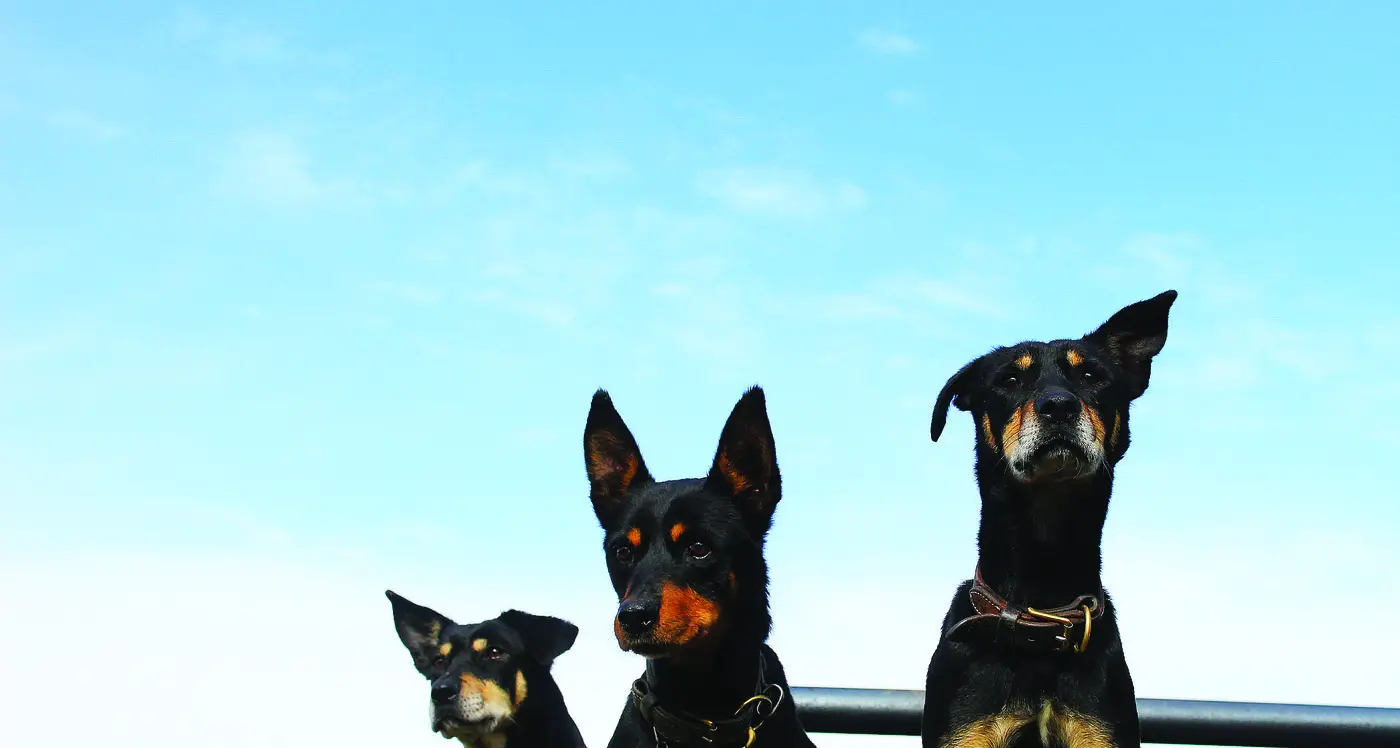 DFN Rural Services: Your dedicated partner in agriculture