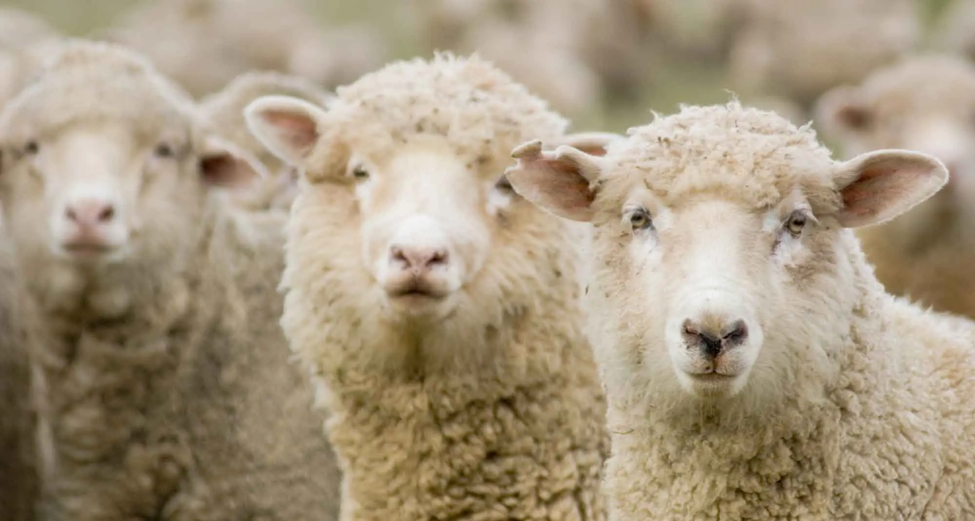 Drought continues but farmers find 'paydirt' at last