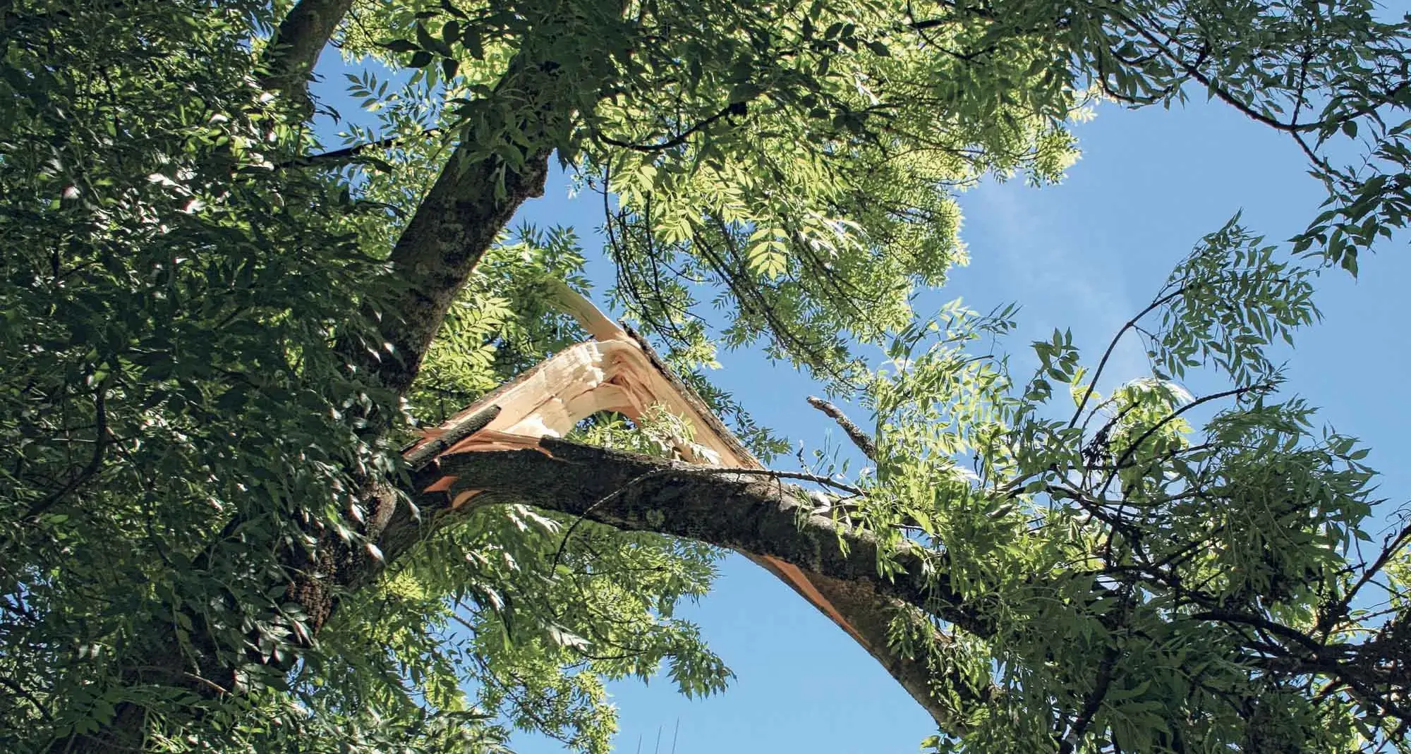 Council offers help to clear storm damage green waste