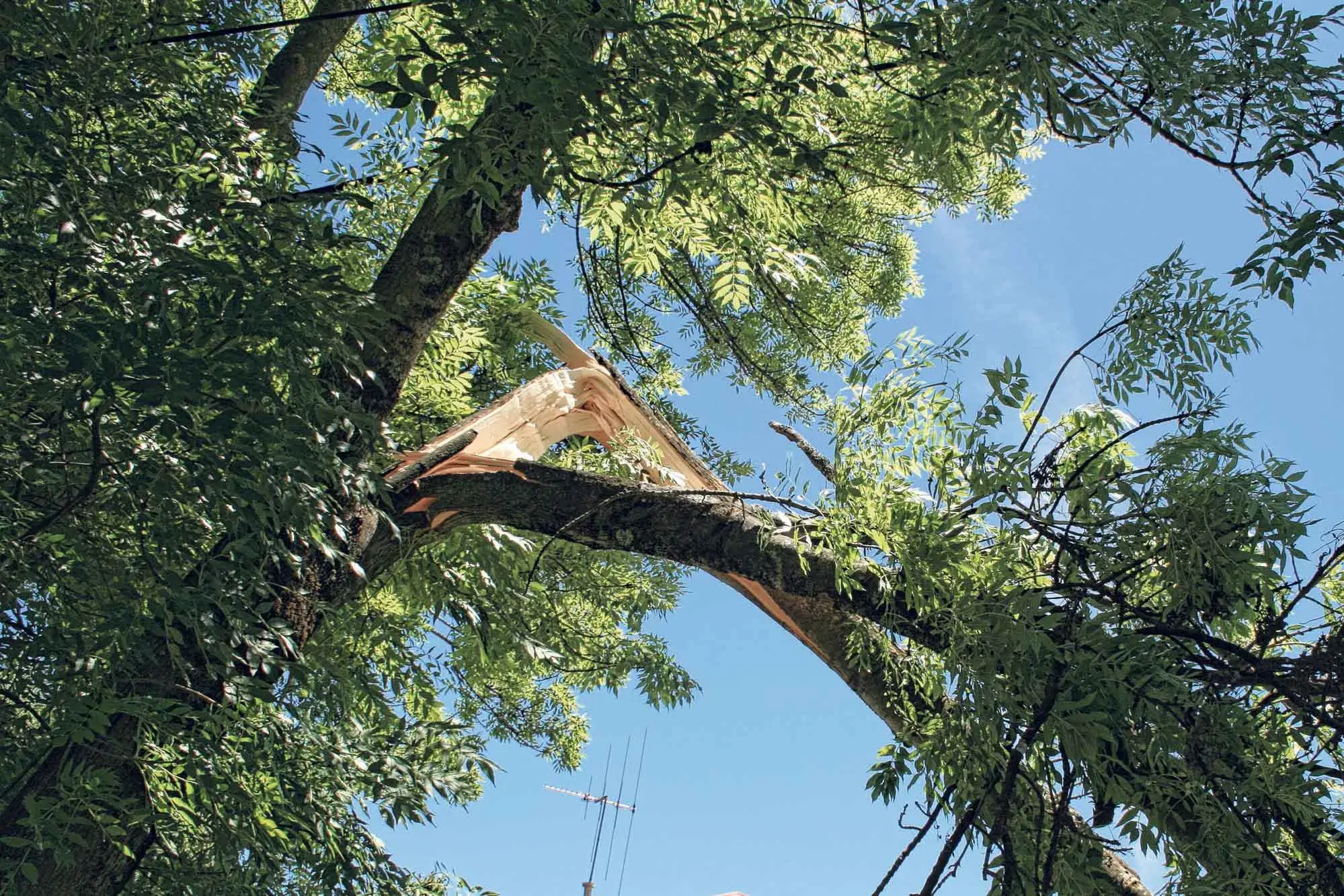 Council offers help to clear storm damage green waste