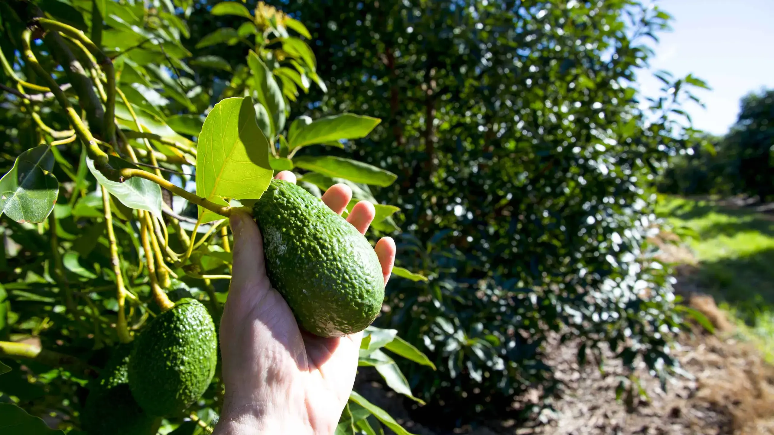 Avo go at this: Aussie exports fuel hopes for new year