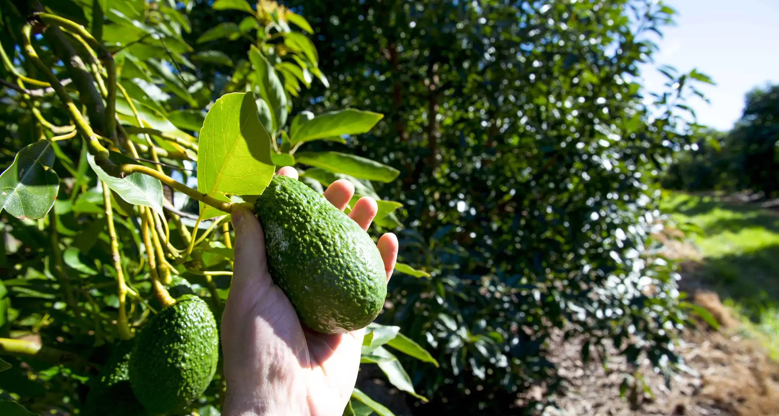 Avo go at this: Aussie exports fuel hopes for new year