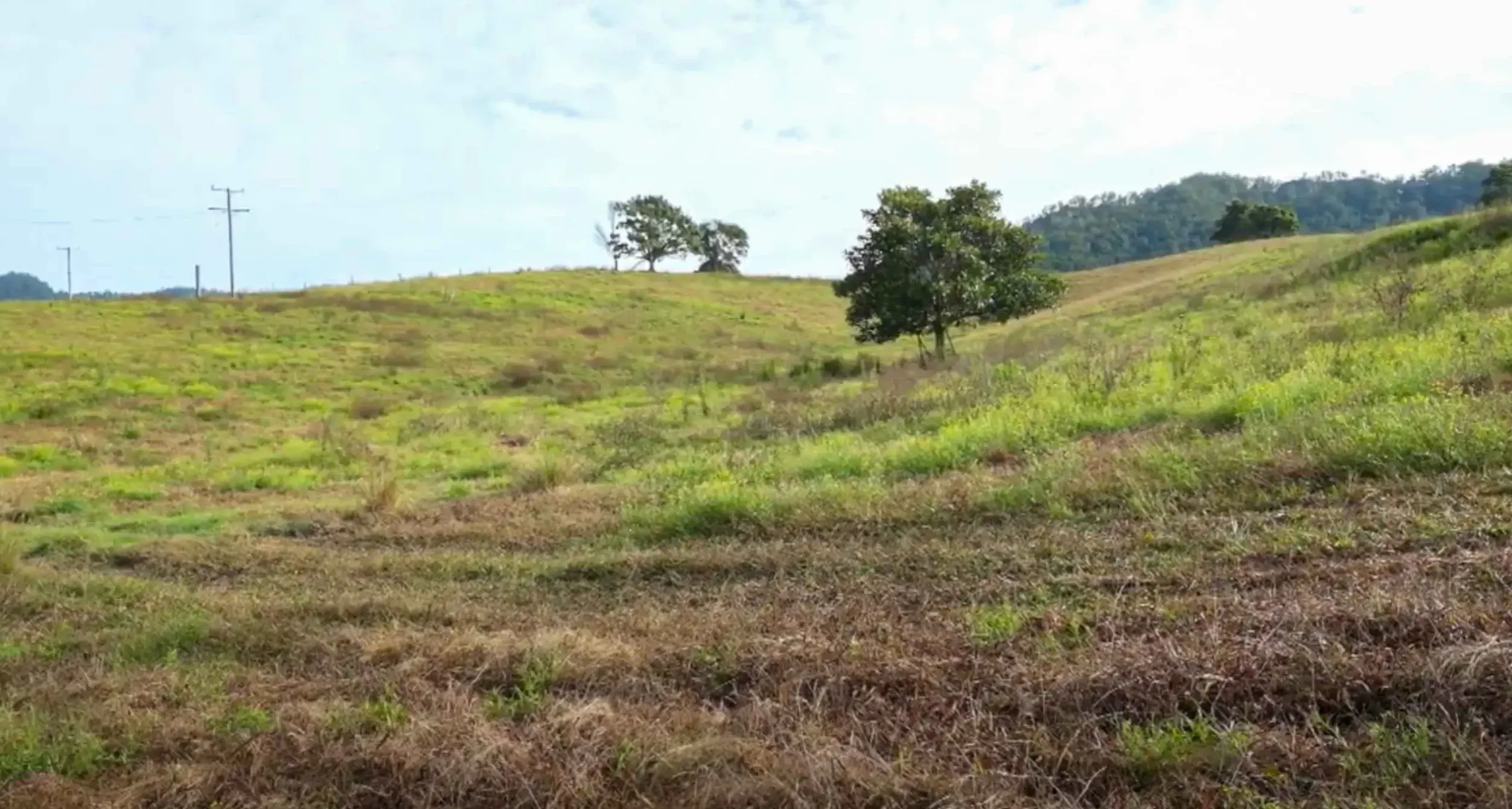 NSW producers urged to report pasture dieback as summer risk escalates