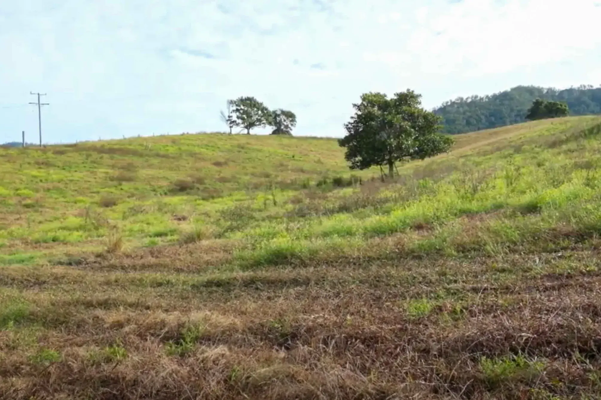 NSW producers urged to report pasture dieback as summer risk escalates