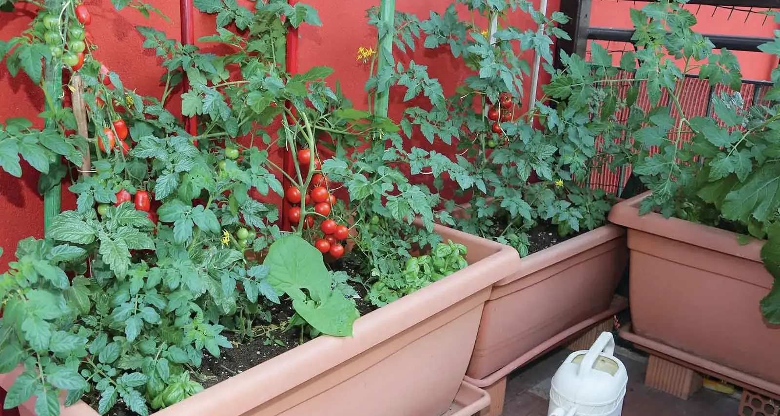 7 golden rules for growing plants in pots