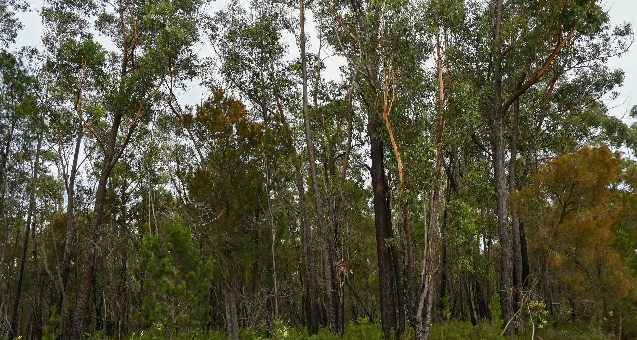 Quietly dying: few forests spared from tree losses