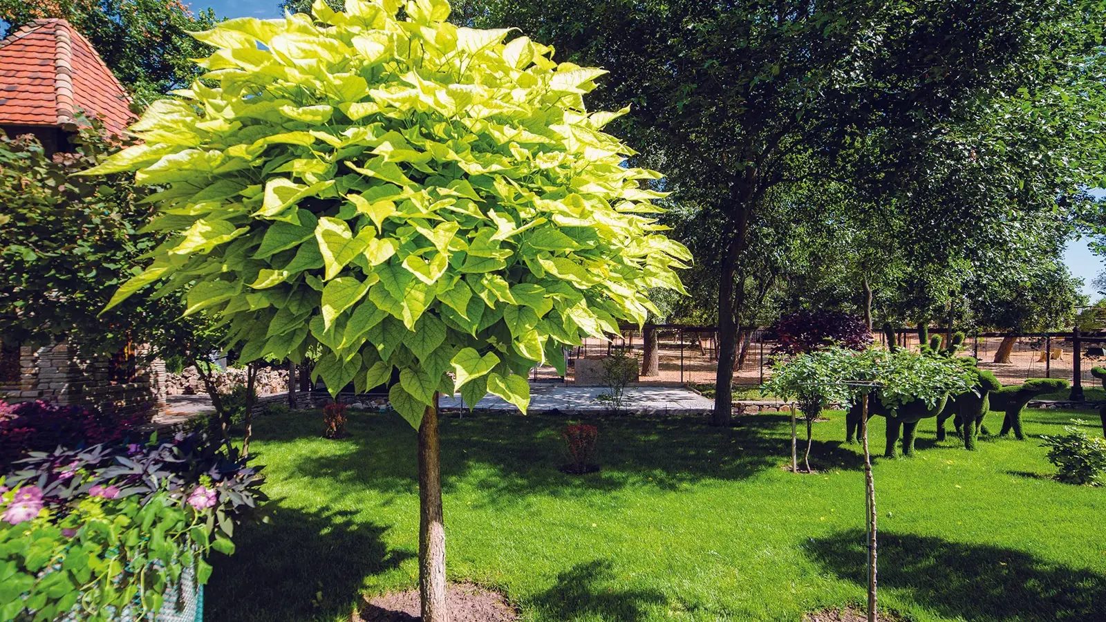 Beautify your property with fast-growing trees