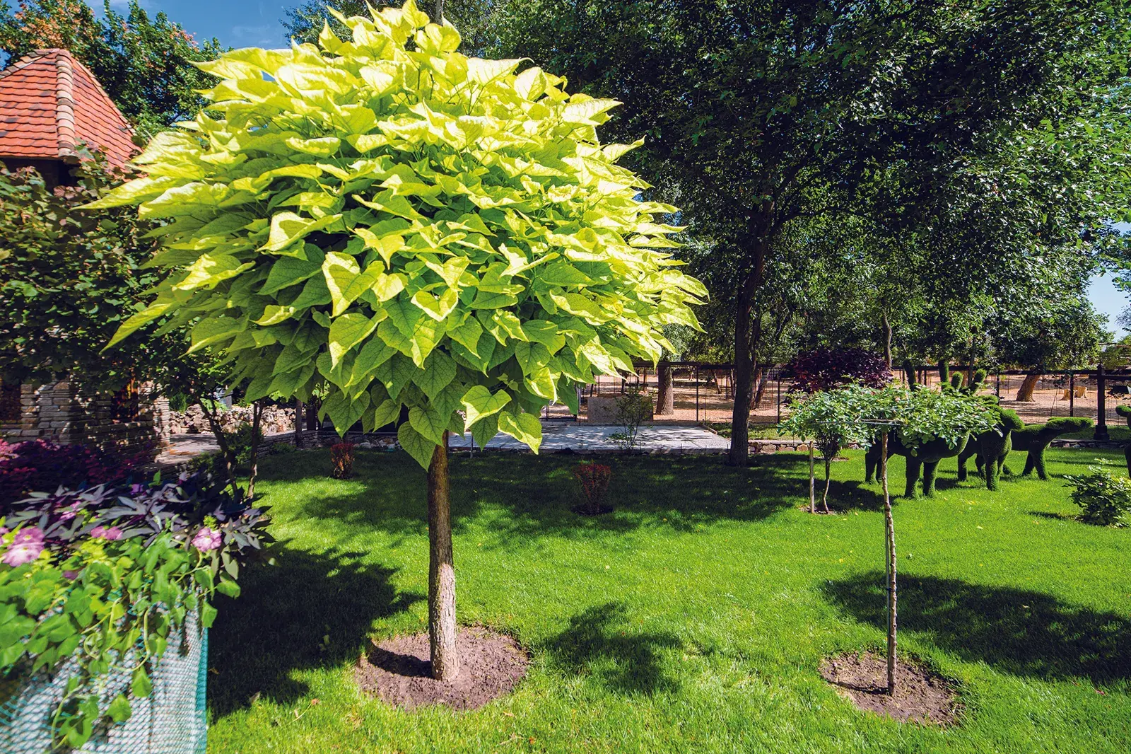 Beautify your property with fast-growing trees