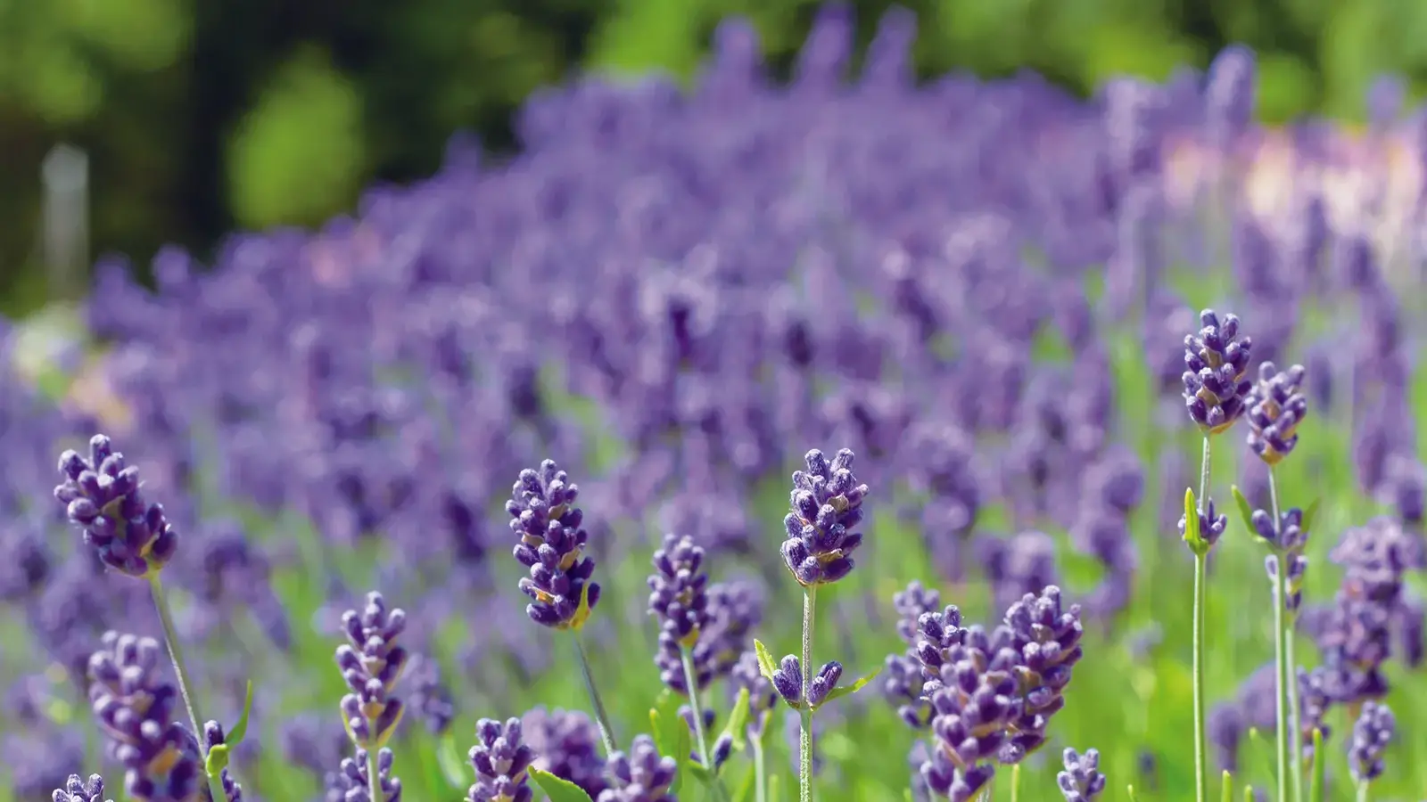 Get rid of nasty mosquitoes naturally with repellent plants