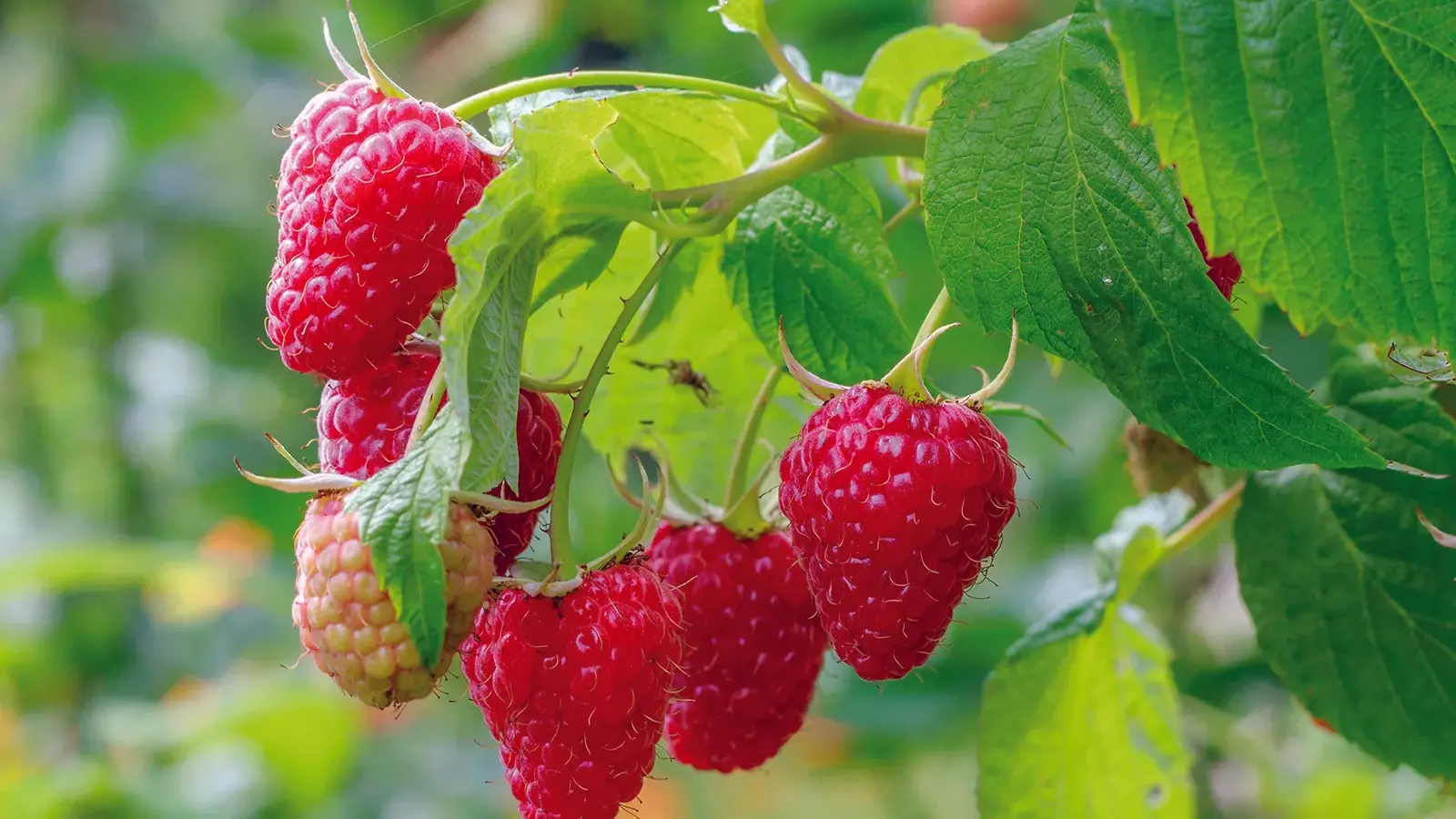 Add fruit to your garden this year