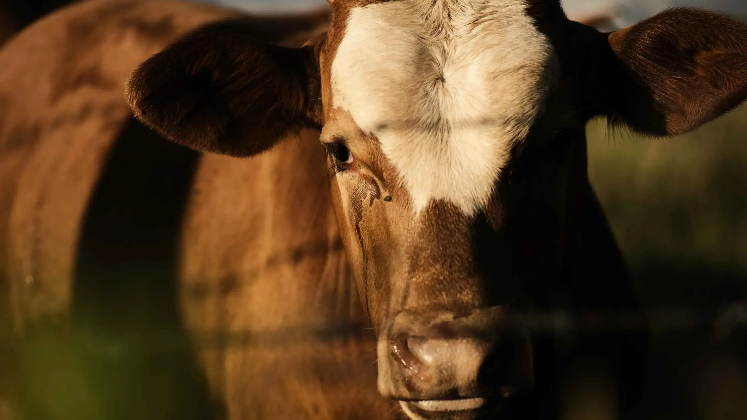 'Geopolitical surprises' lurk for farmers in 2026