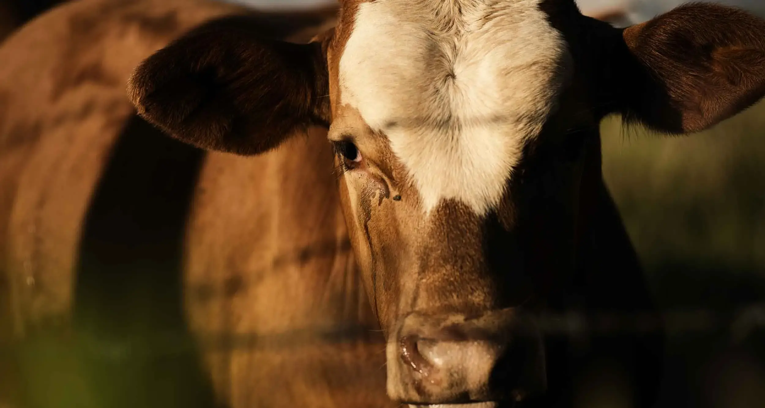 'Geopolitical surprises' lurk for farmers in 2026