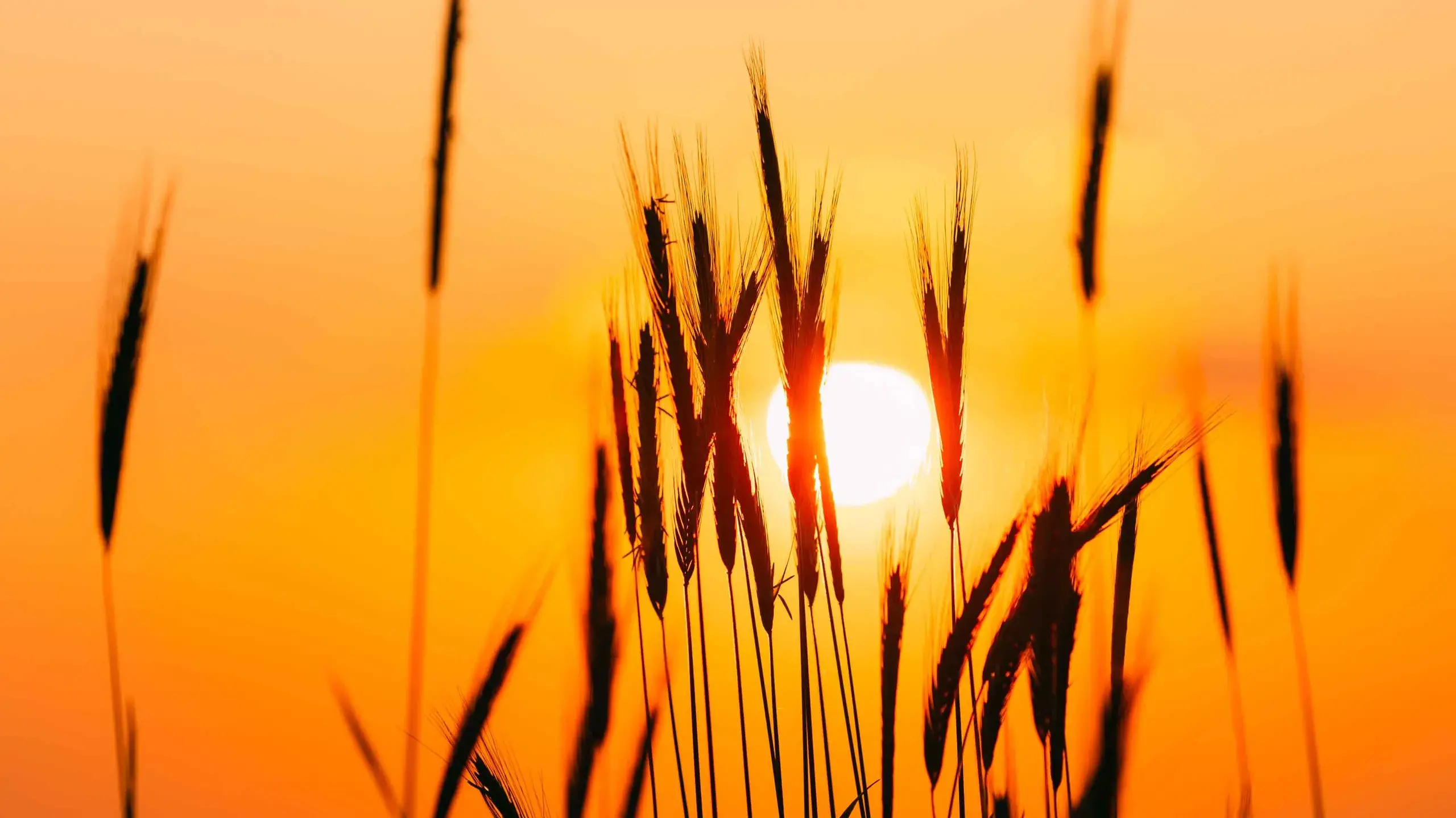 Editor's Note: January 29, 2026