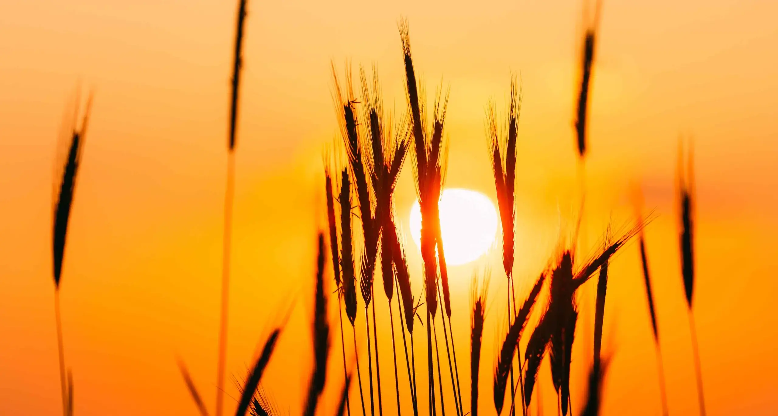 Editor's Note: January 29, 2026