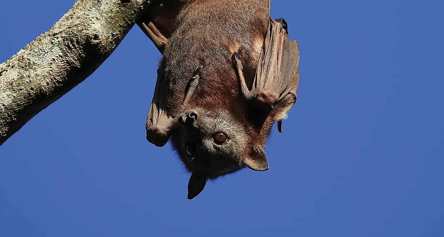 Stop your summer having a sting to it