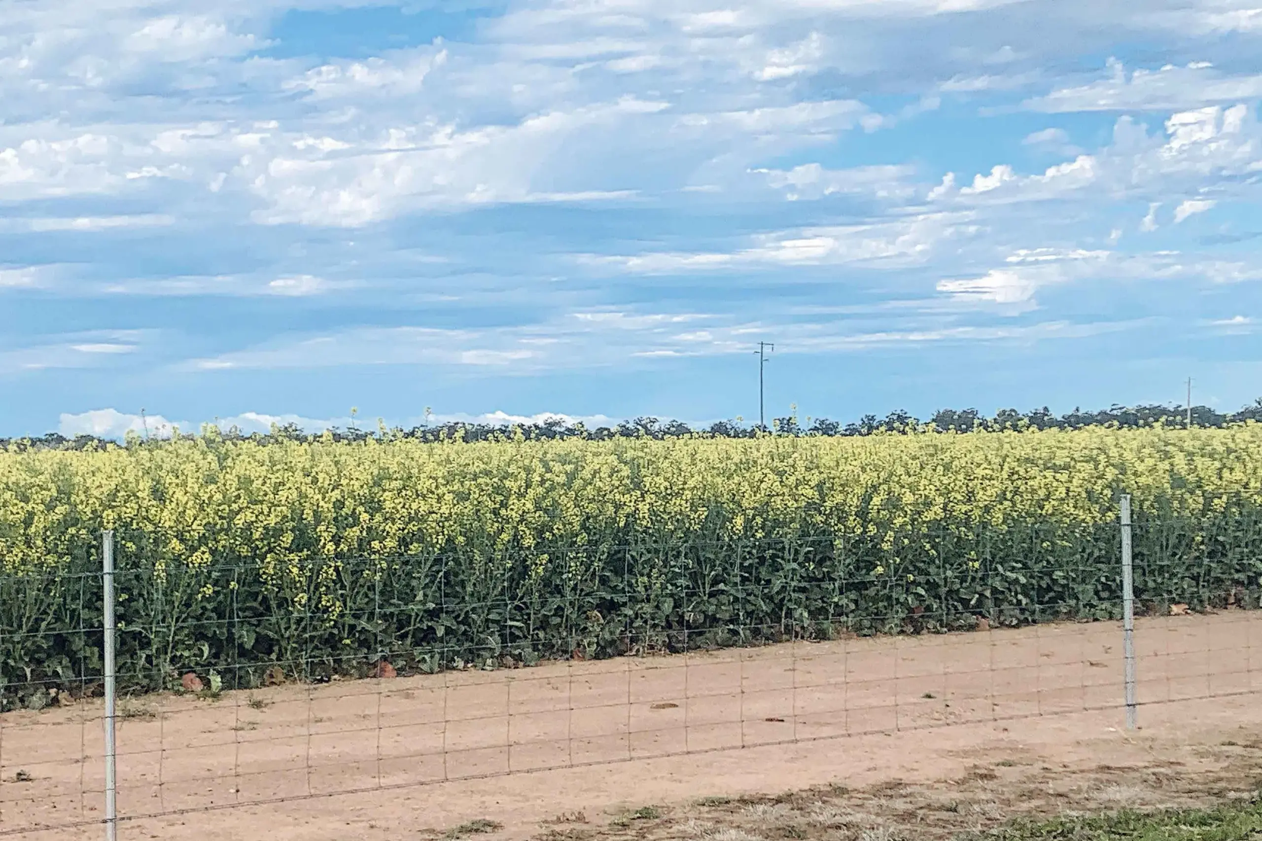 <p>Diversifying to sell homegrown canola oil from your crop could attract additional tax, which many say is unfair.</p>\\n
