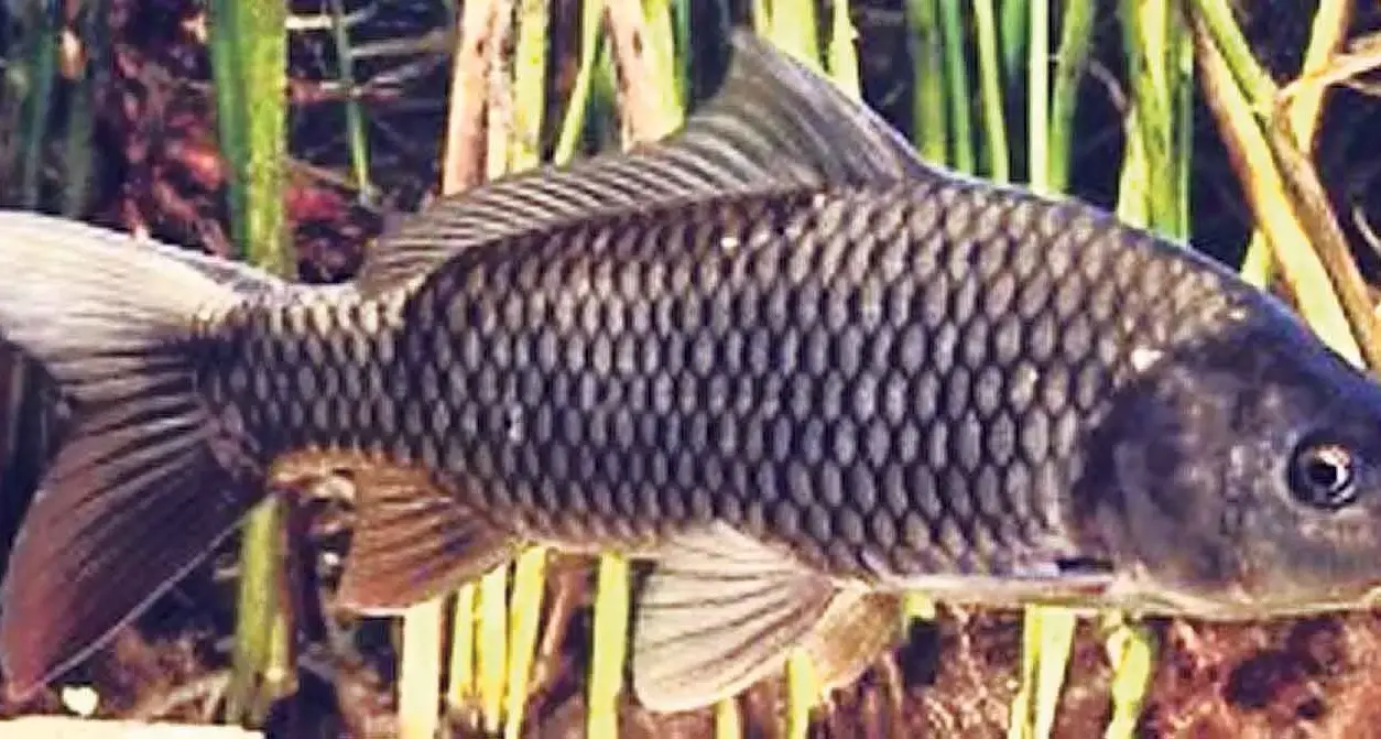 Accident or intentional? Boolarra strain proved perfect invader