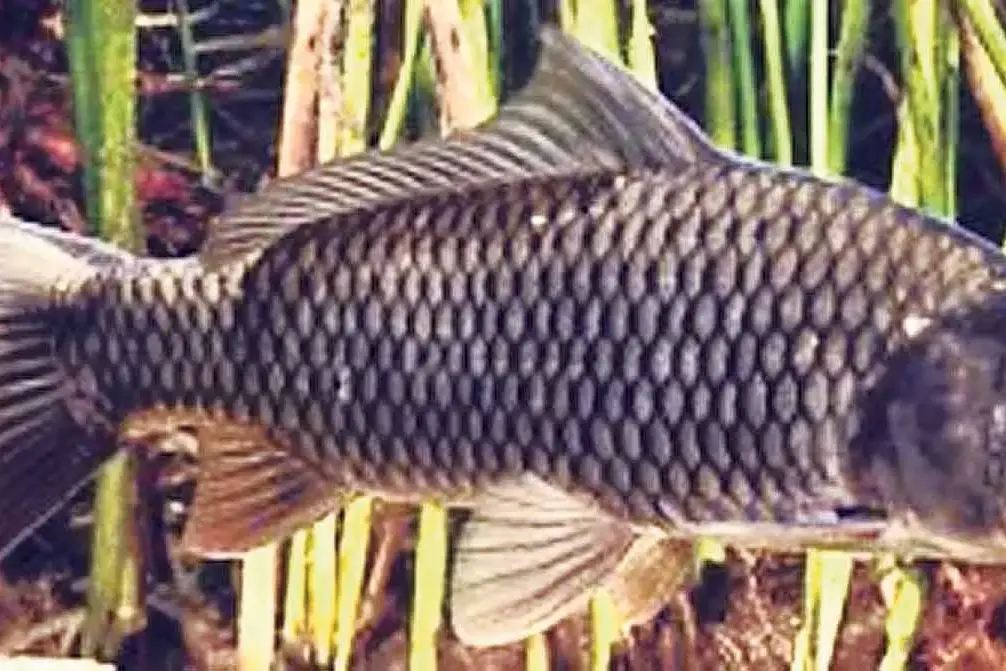 Accident or intentional? Boolarra strain proved perfect invader