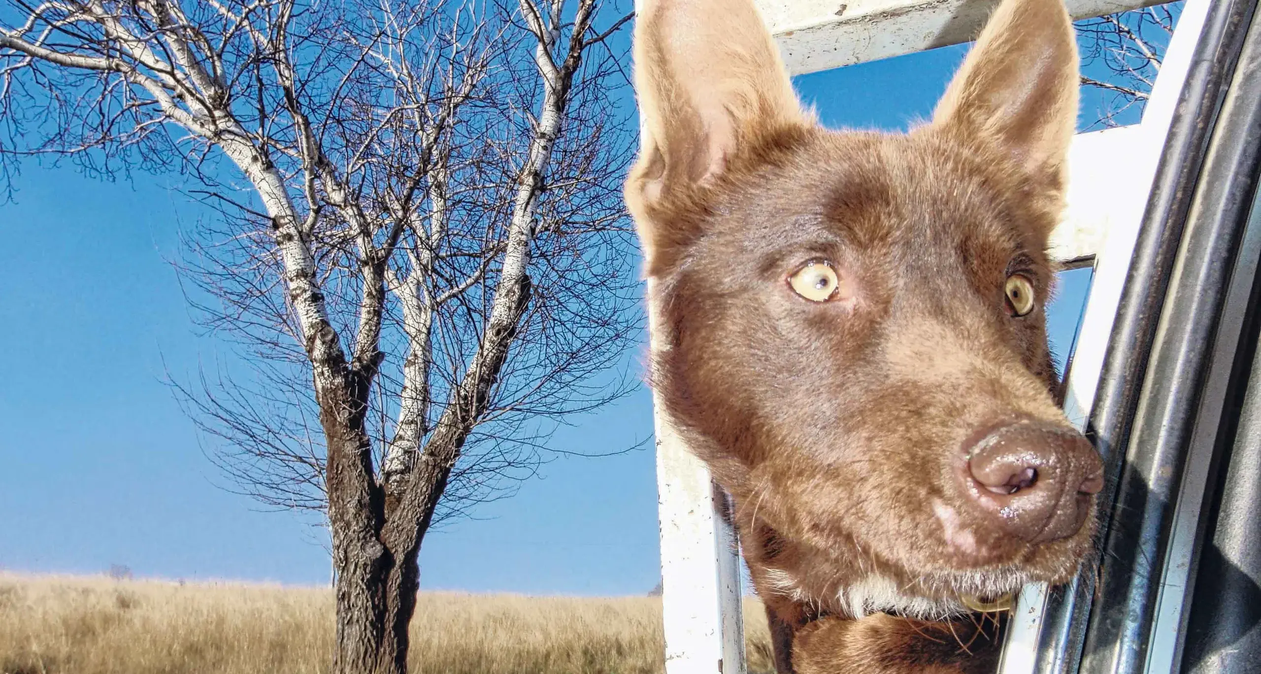 Blue Ribbon Blue Steel