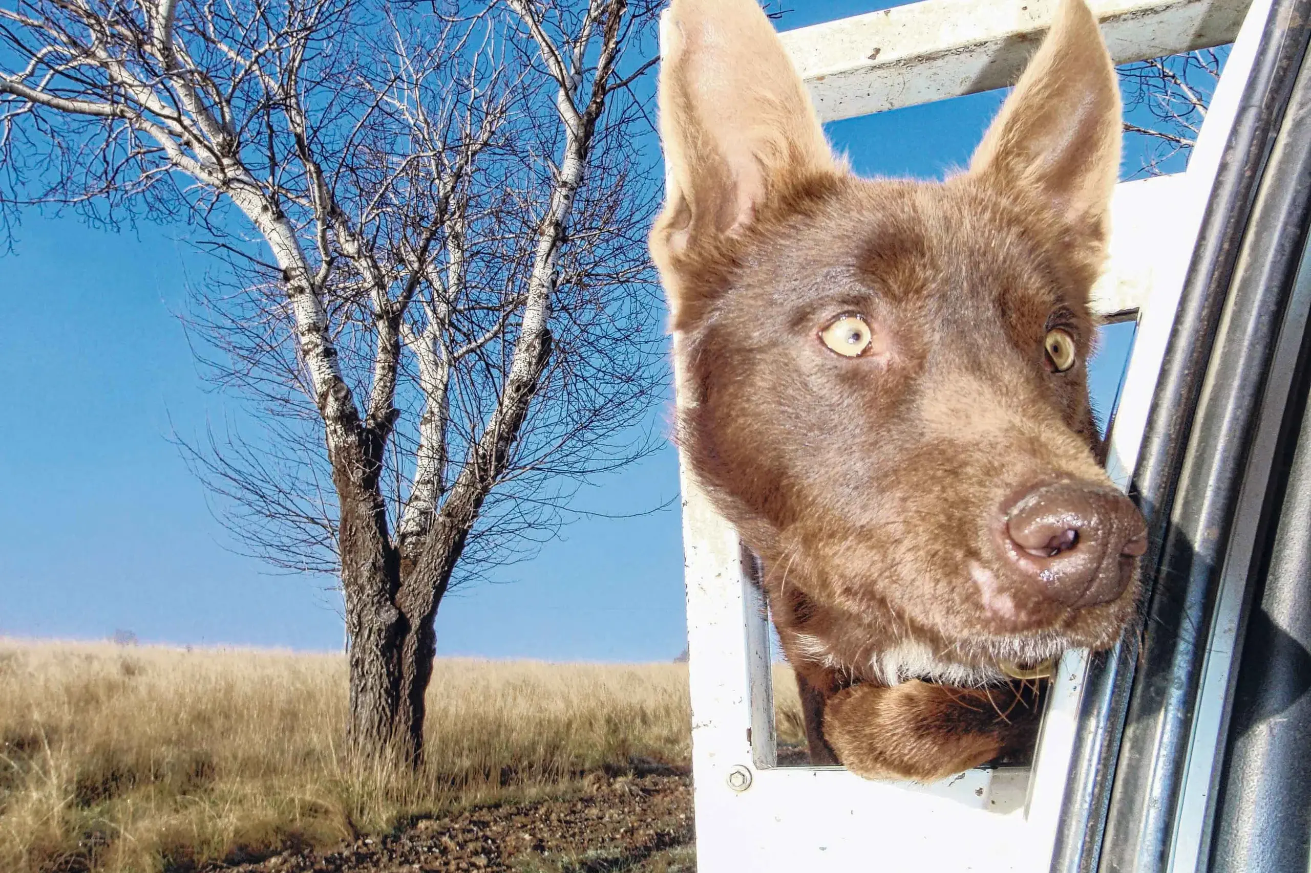 <p>Working dog \"Colt\"</p>\\n