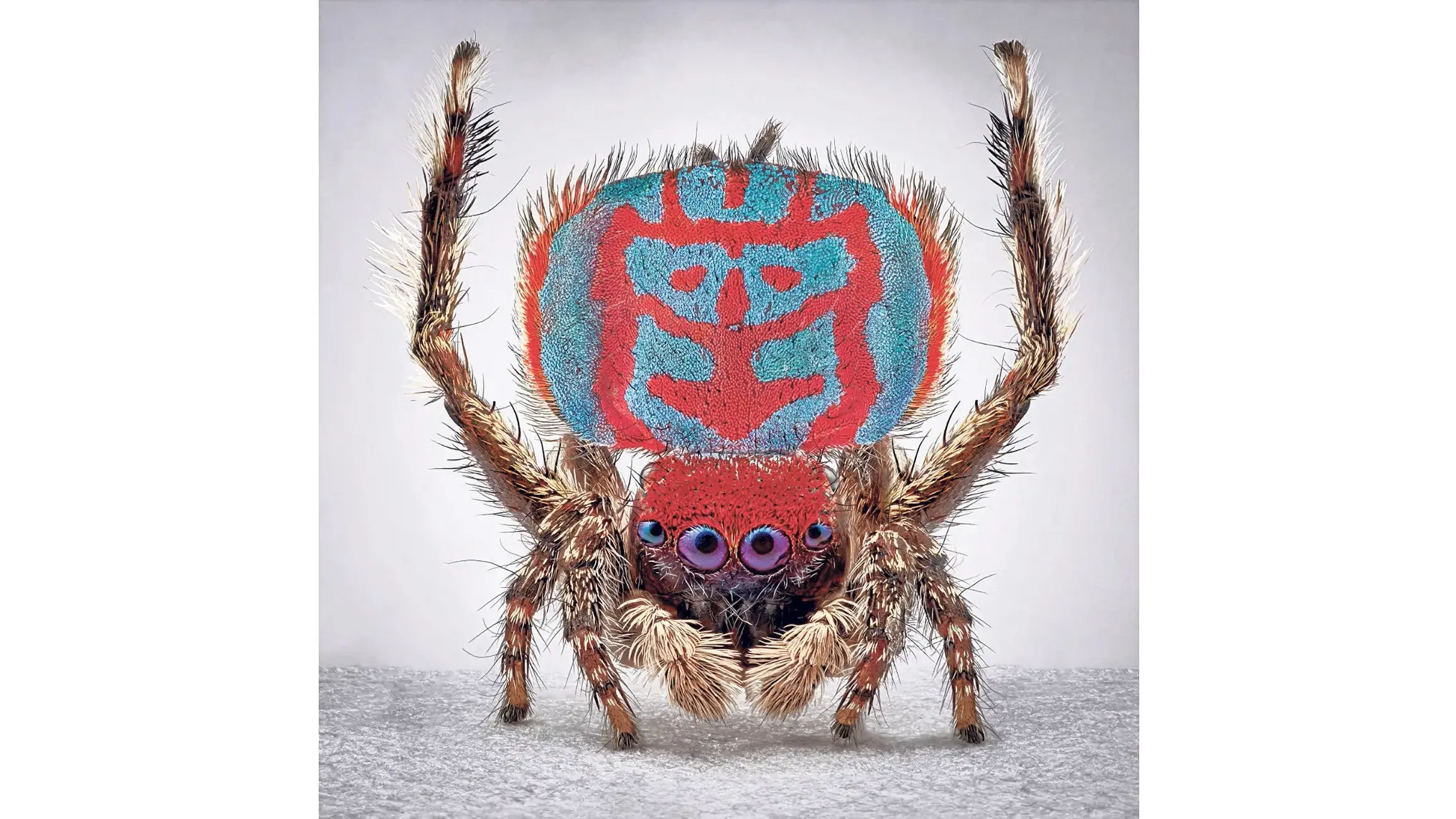 Colourful spiders take over the gallery!