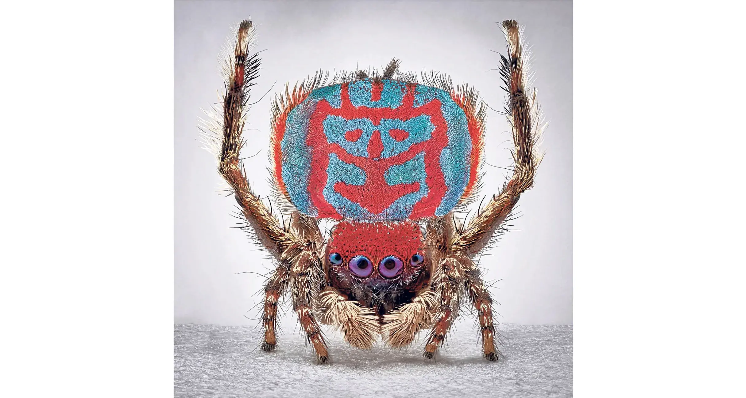 Colourful spiders take over the gallery!