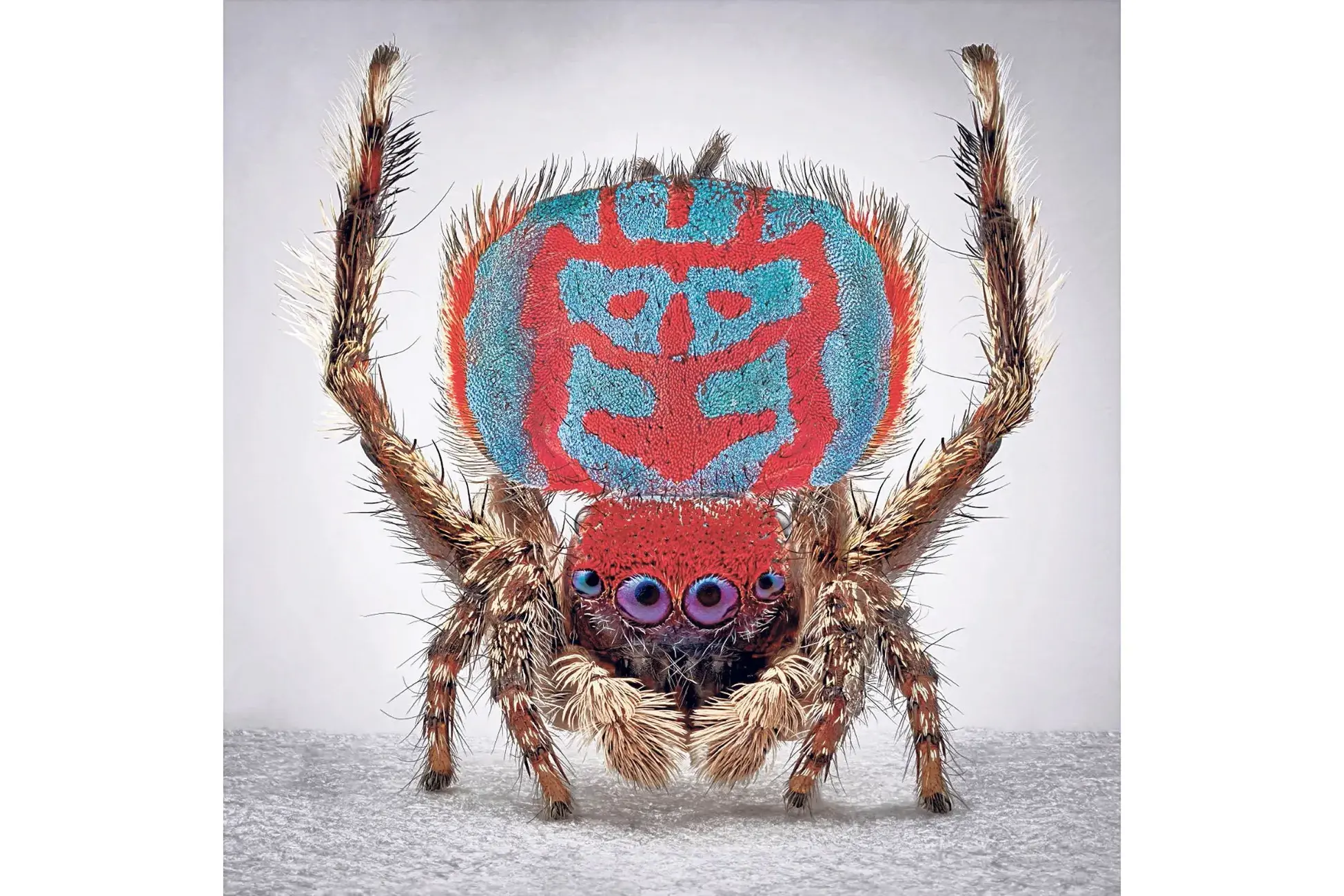 Colourful spiders take over the gallery!