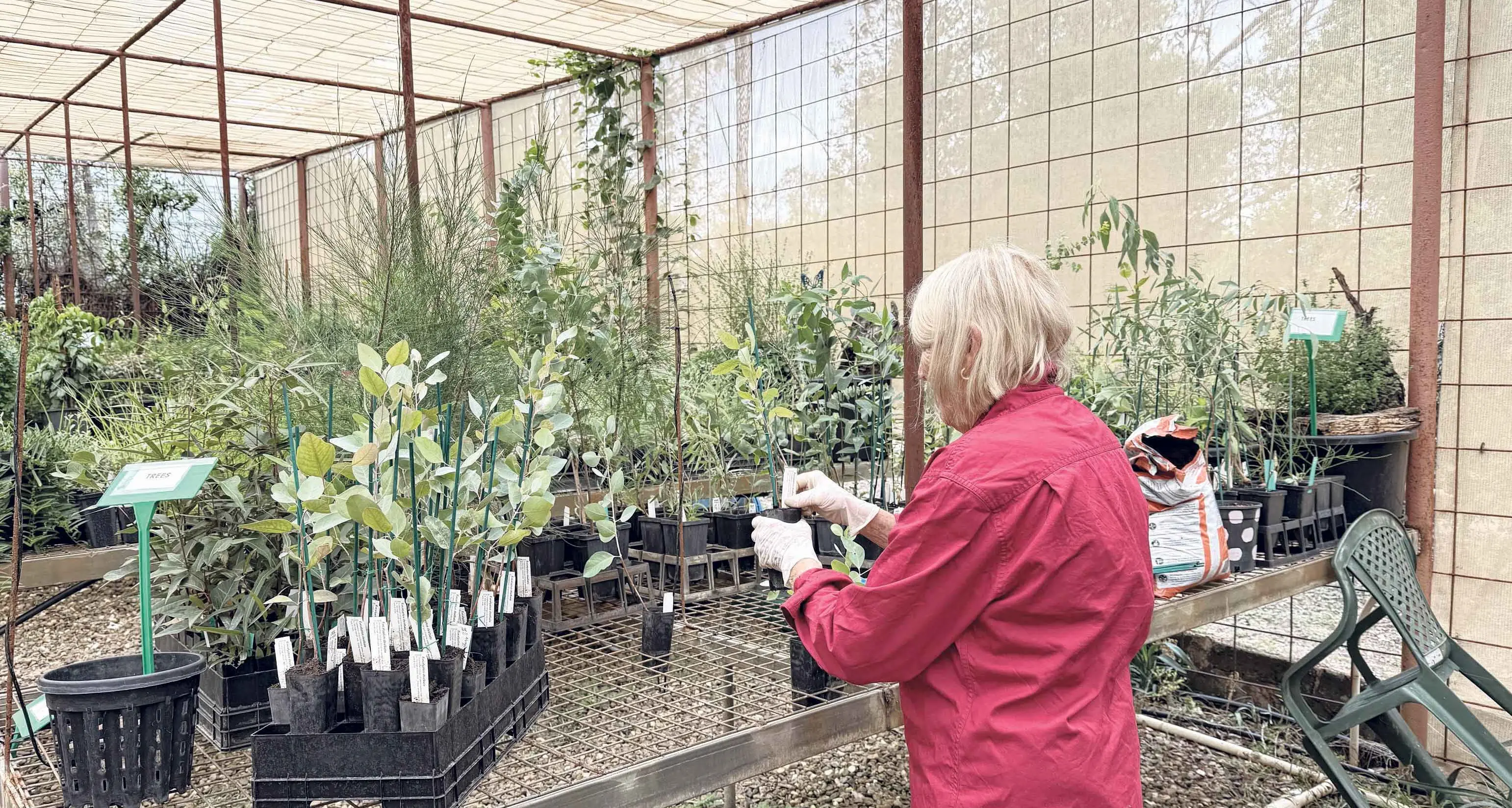 Burrendong autumn plant sale, as a eucalyptus audit gets underway