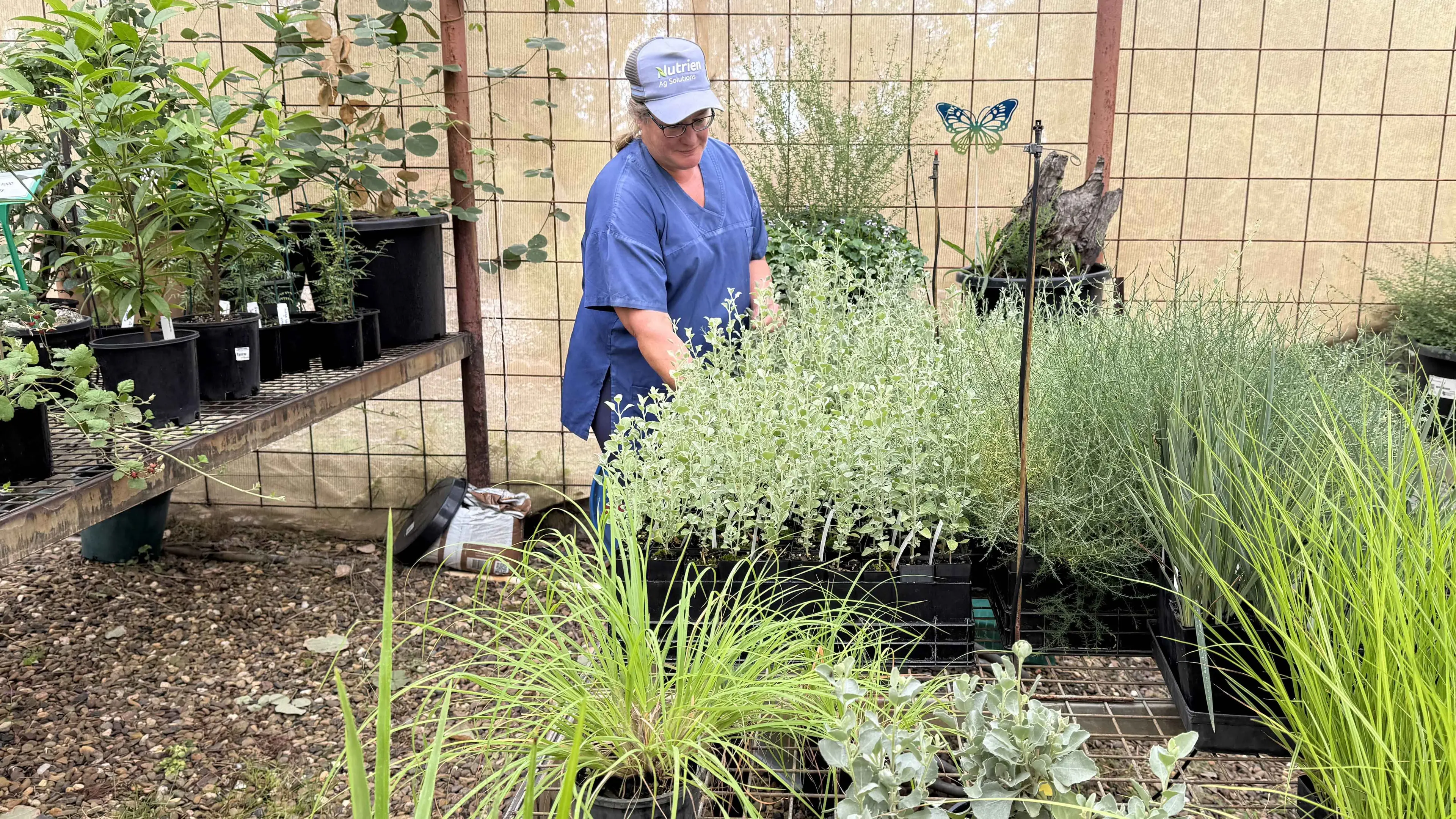 Head out to Burrendong autumn plant sale, as eucalypt audit gets underway