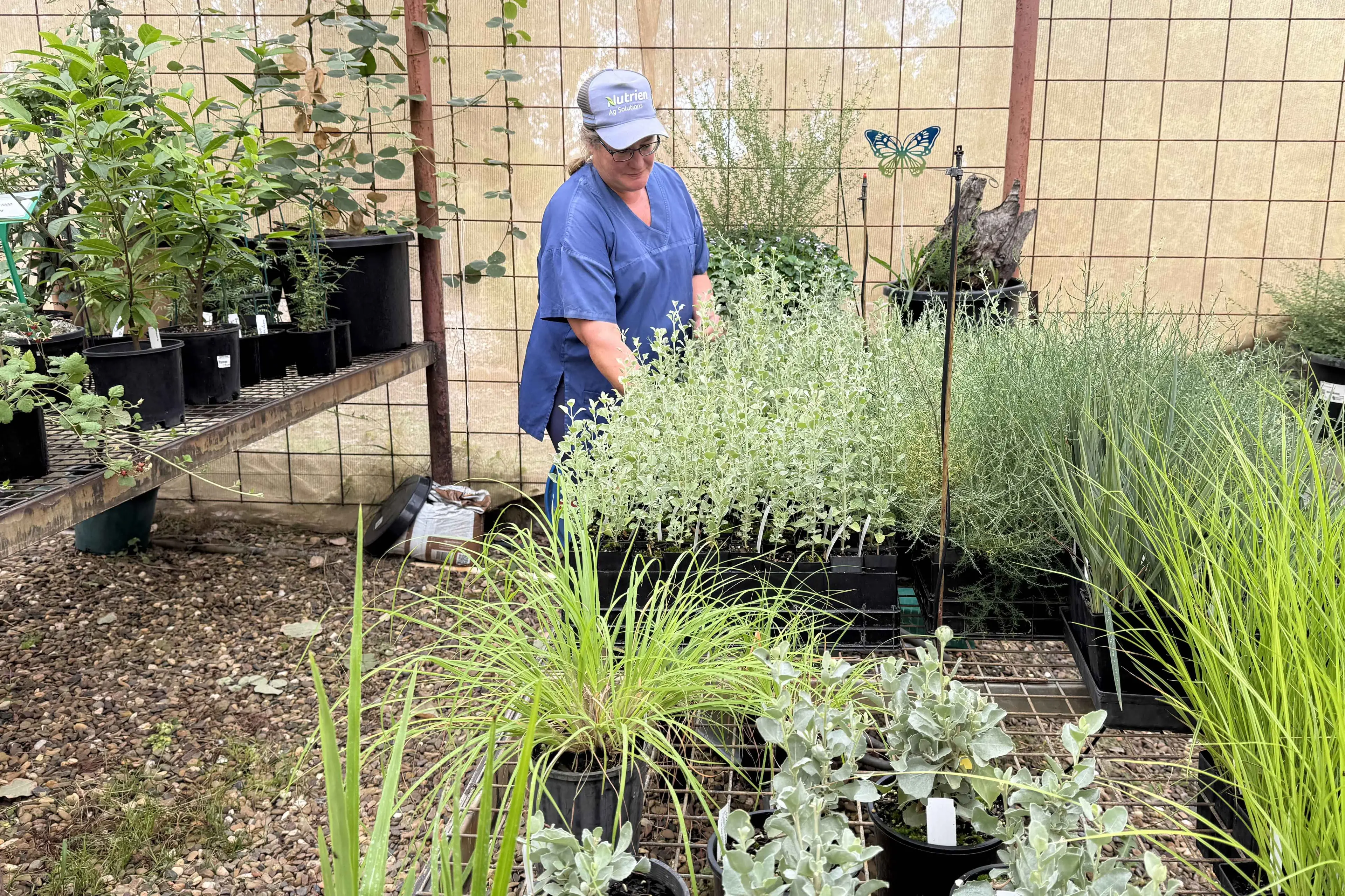 <p>Hosting their autumn plant sale on Saturday, March 21, Friends of Burrendong Arboretum are celebrating National Eucalypt Day with guided walks.</p>\\n