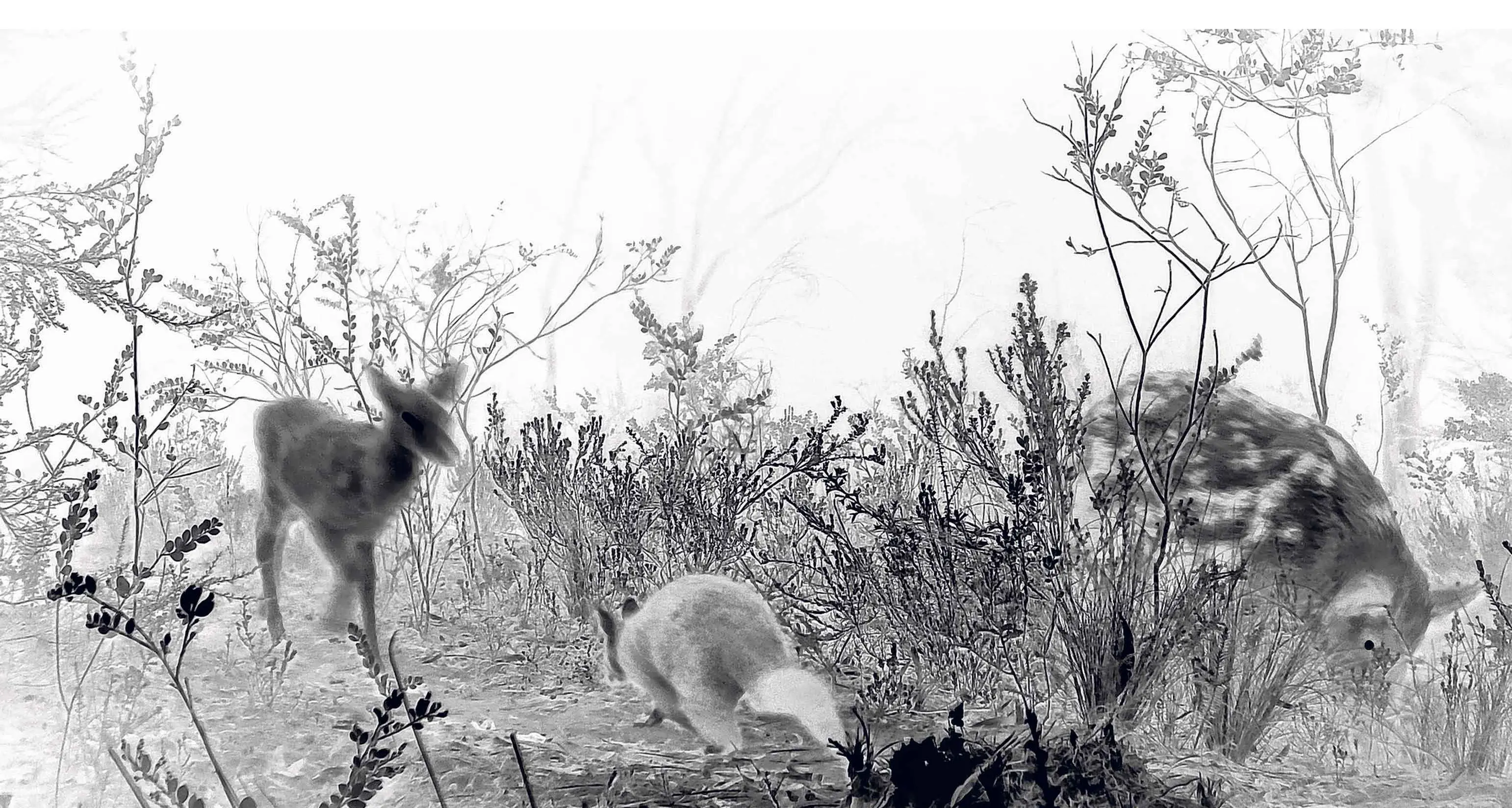 Night-time creatures revealed